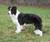 My dog_tiny